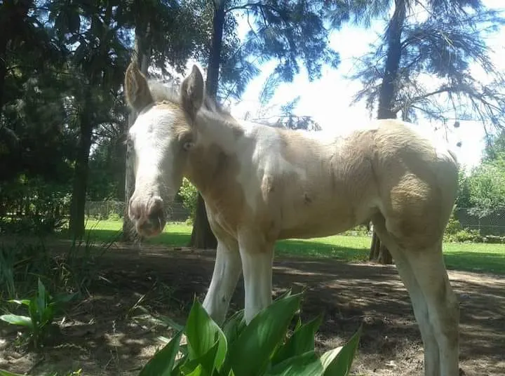 Comienzo del proyecto