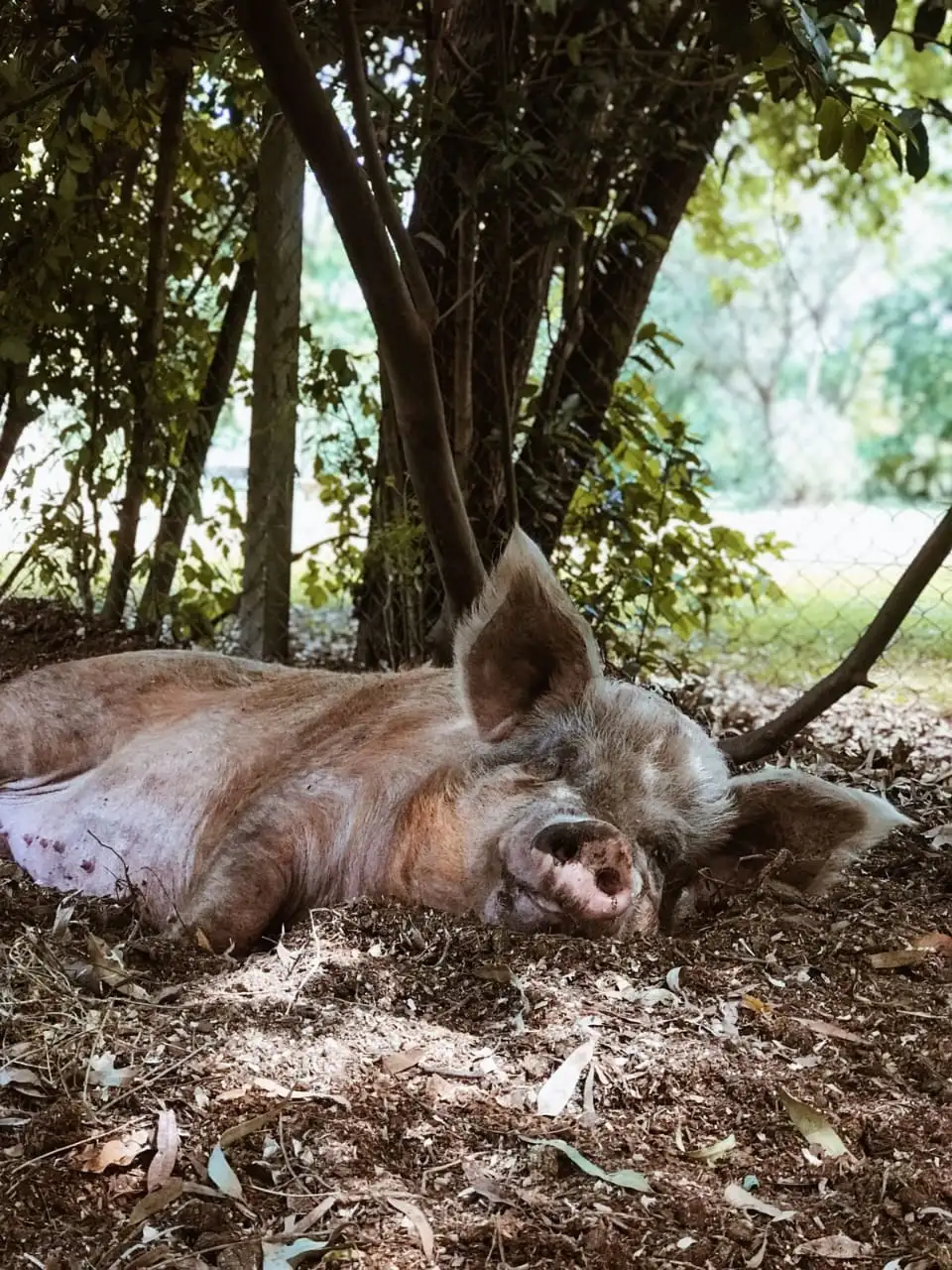 Organización y sostenibilidad